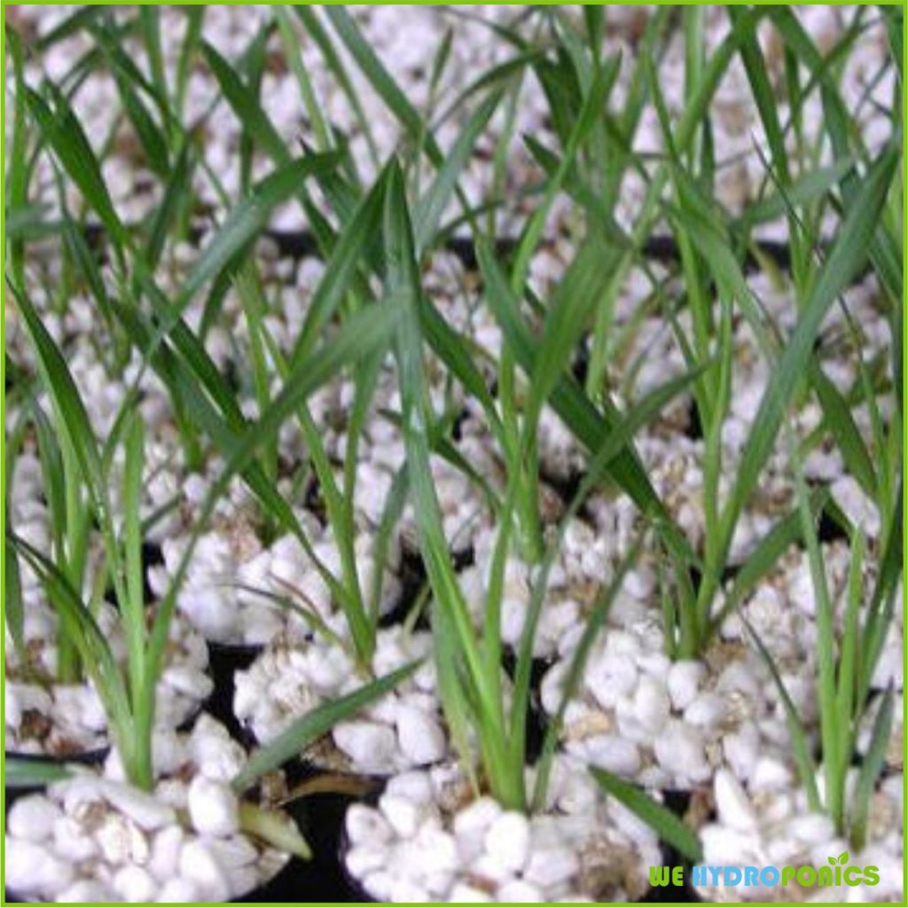 Agriculture Perlite WE Hydroponics soil less grow media