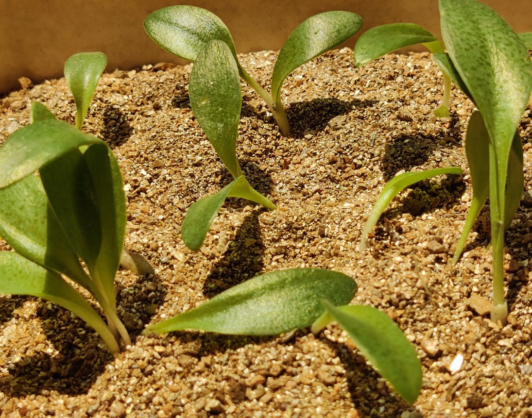 vermiculite4