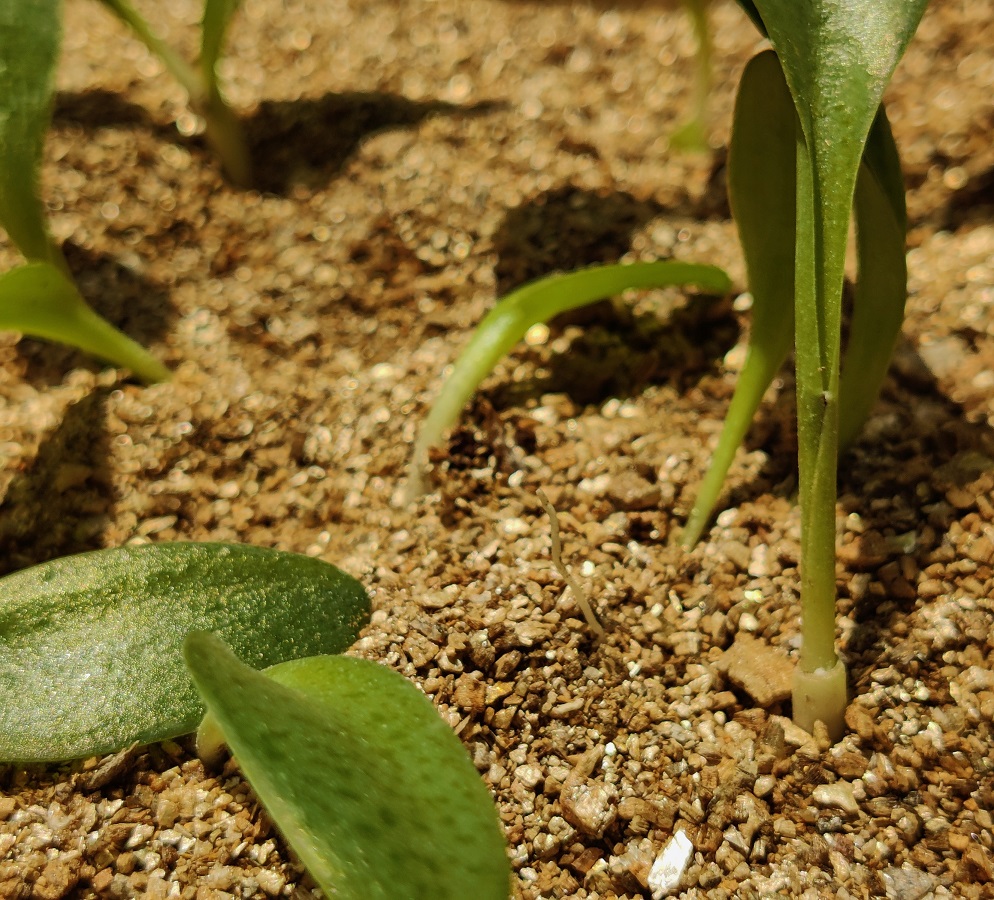 vermiculite5