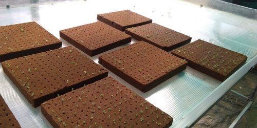 Plant Growing Germination Start Seeds Hydroponics Cutting Cubes Tray for Rooting NUANNUAN 50 Pcs Soilless Cultivation Compress Base Grow Sheet Block Rockwool Grow Cubes Cuttings Clone Plants 