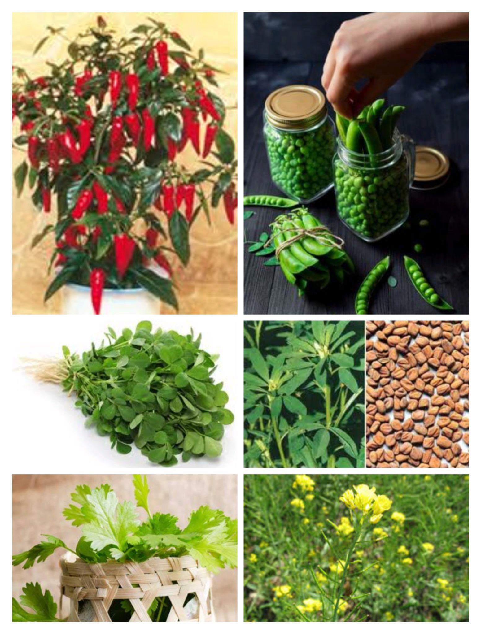 6 Seeds that every kitchen has Create a Kitchen Garden from the Seeds