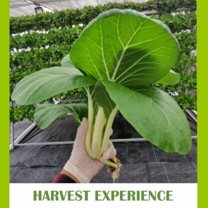 harvest experience 1