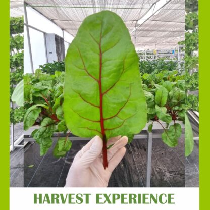 harvest experience