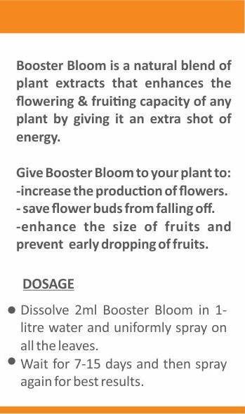 Booster_BLOOM_3