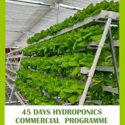 45-days-hydroponics-commercial