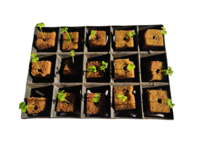 germination tray