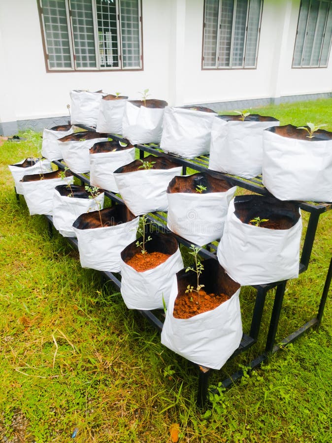 HDPE Grow Bags 240 GMS – 6*6 - samsgardenstore