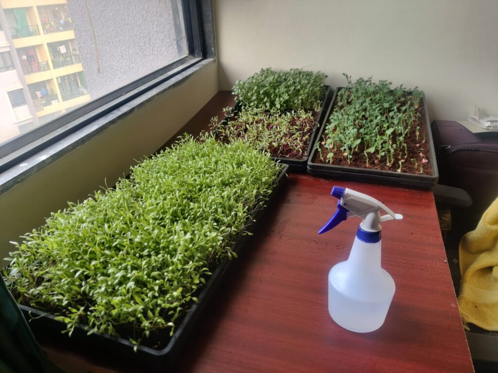 Usloyux Hydroponic Grass Planter, Soilless Cultivation Kit with Self ...